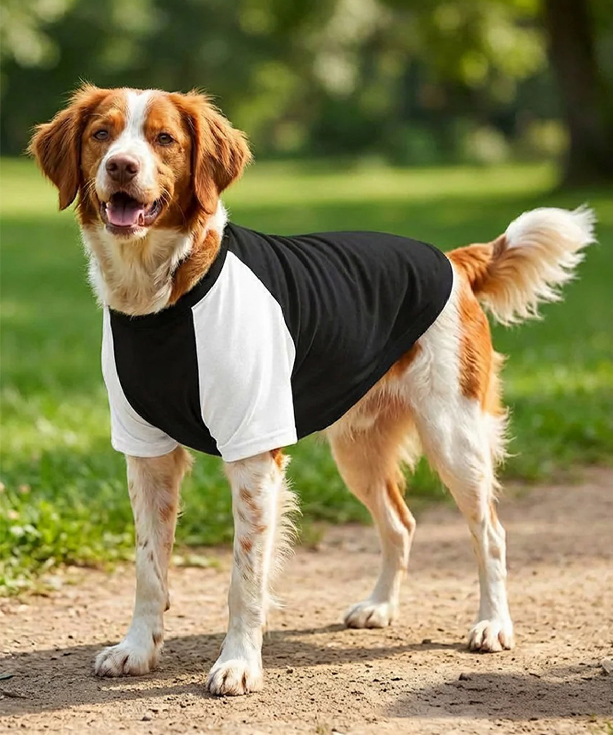 Dog’s raglan t-shirt – lifestyle