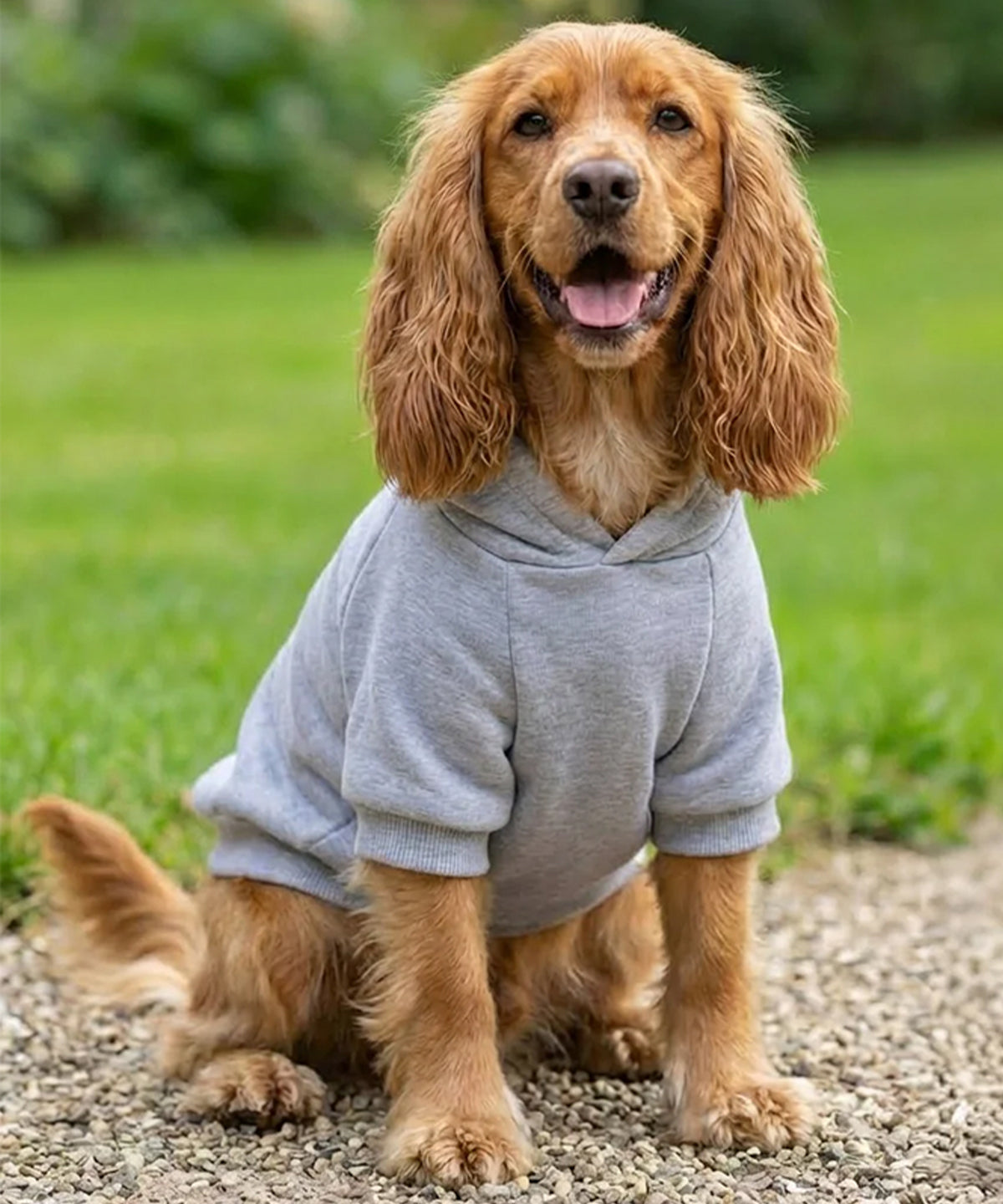 Dog’s hoodie – lifestyle