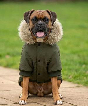 Dog’s parka jacket – lifestyle